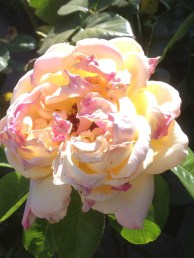 i282600889608071932._szw1280h1280_