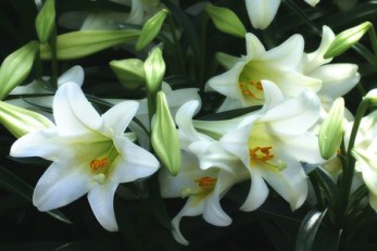 i282600889620944867._szw1280h1280_