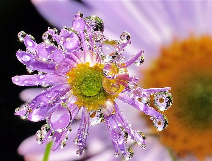 flower561eac4e-9ad0-4c6a-9d72-078c0400bce7