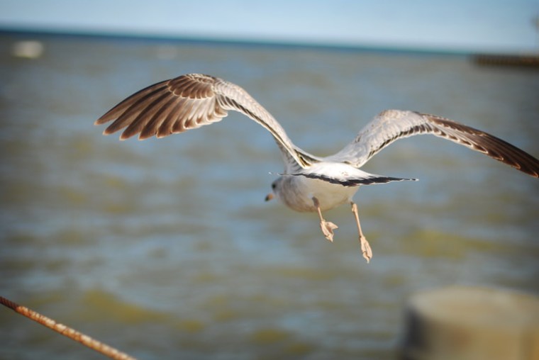 seagull-flying-around