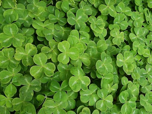 shamrocks