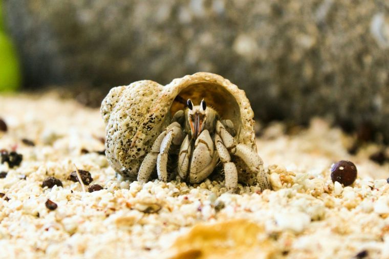 Hermit-crab-GettyImages-597303469-58b66f6f5f9b586046c36d9e.jpg