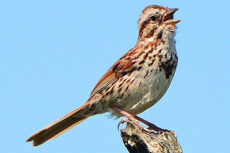 song-sparrow-sing-58a6d9af5f9b58a3c91533bf