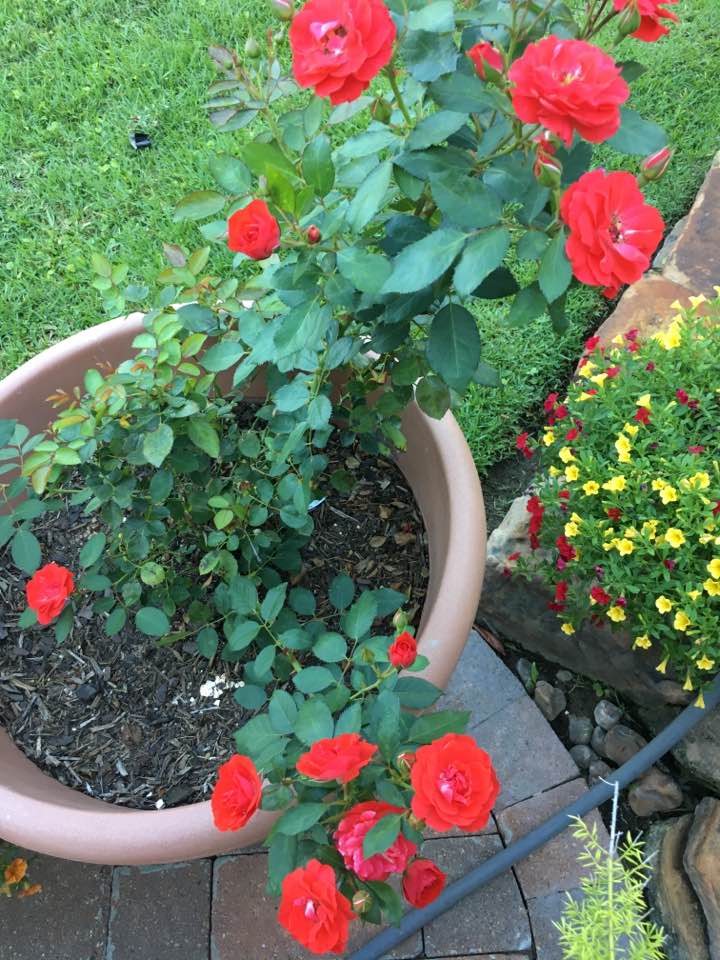 18622147_10212589589995817_4316414510225396392_n