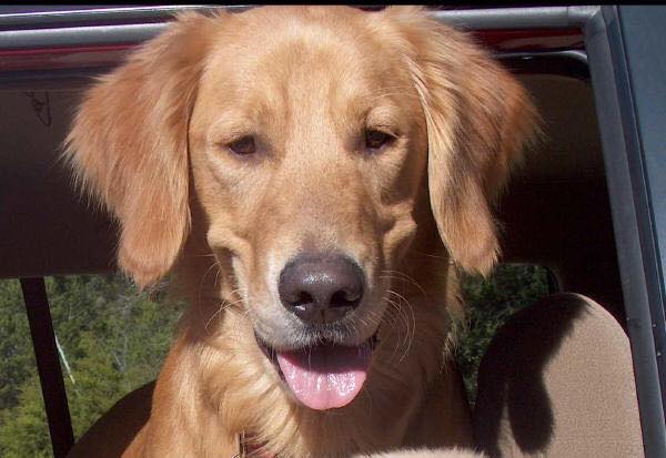 20106475_10213628315602894_3653417267467797884_n