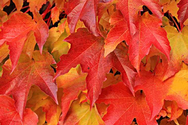 autumn autumn colours autumn leaves background