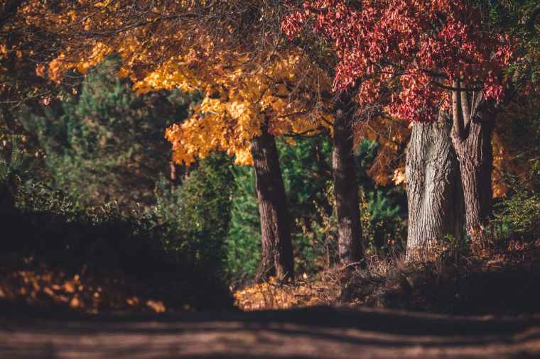 red and orange maple leaves on tree