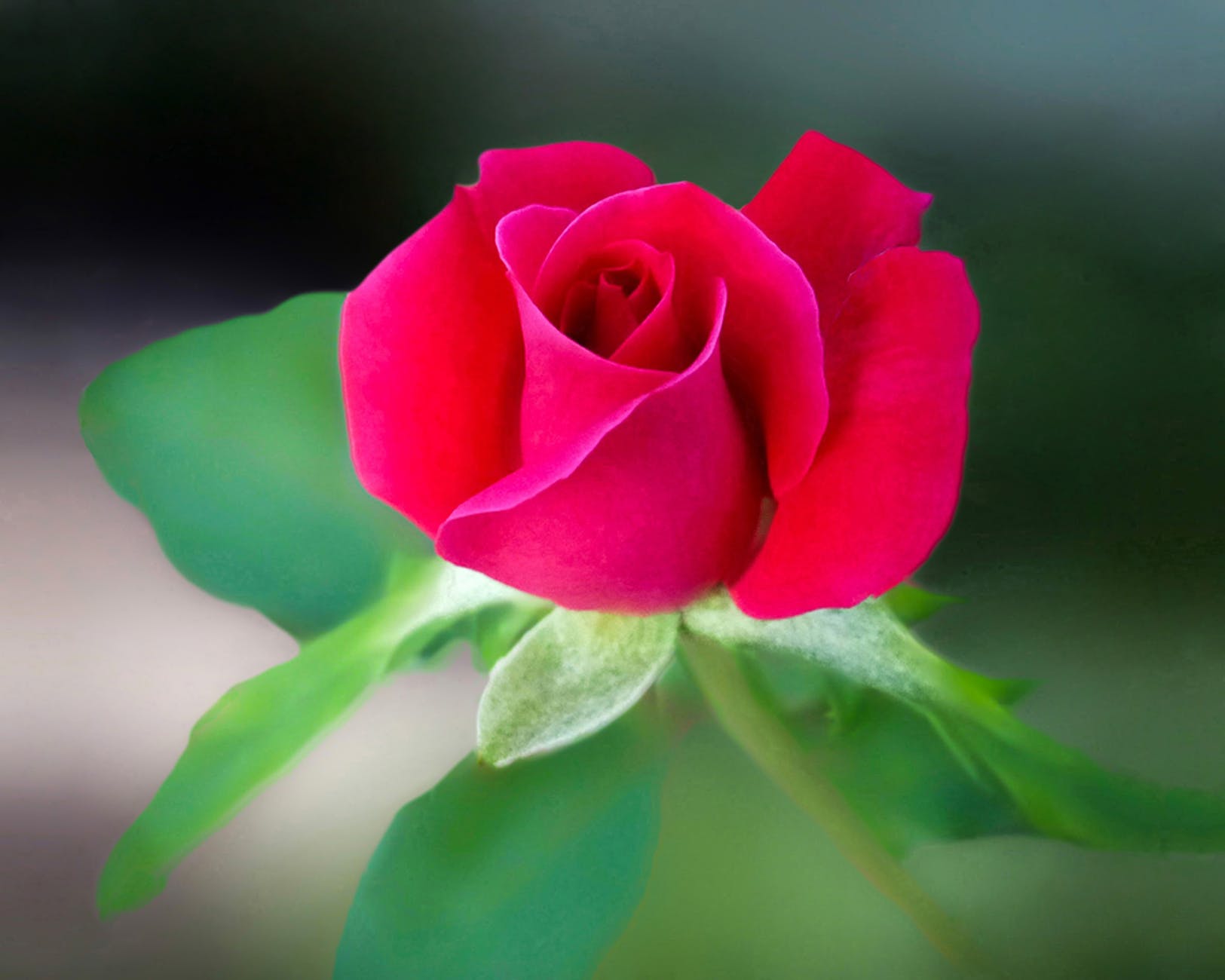 red rose flower