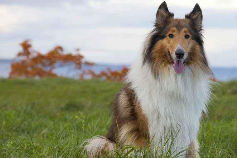 rough-collie-dog-names